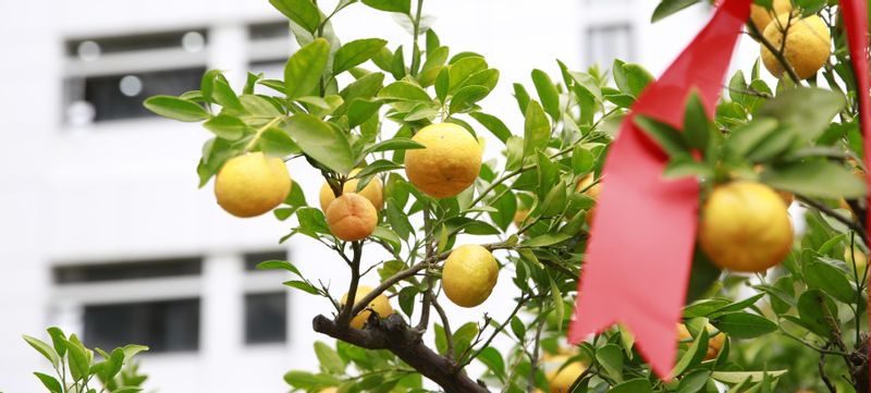 开新“橘”，言未来 | 华东师...